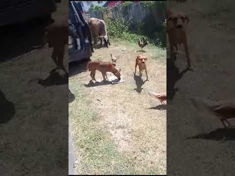 Feeding of Dogs (May 7th, 2024)