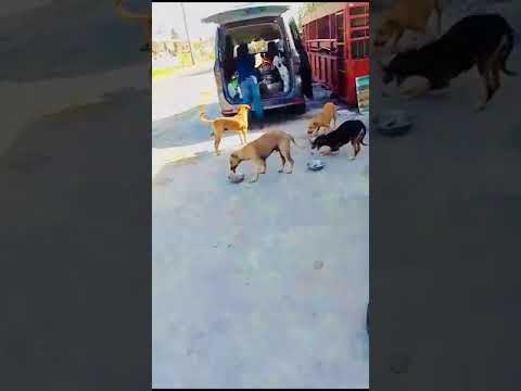 Feeding of Dogs (May 11th, 2024)