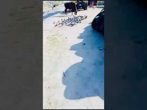 Feeding of Birds (May 11th, 2024)