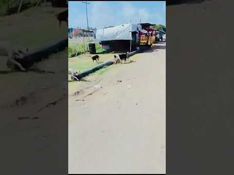 Feeding of Dogs (May 11th, 2024)