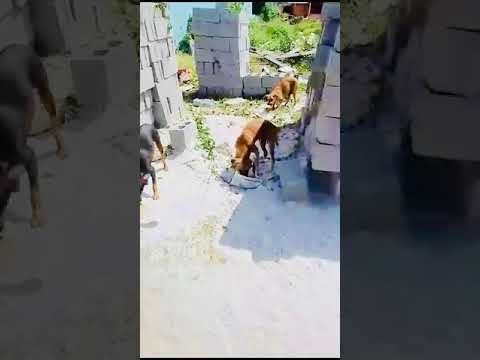 Feeding of Dogs (May 13th, 2024)