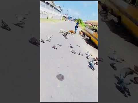 Feeding of Dogs (May 13th, 2024)