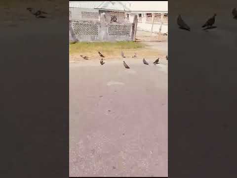 Feeding of Dogs (May 13th, 2024)