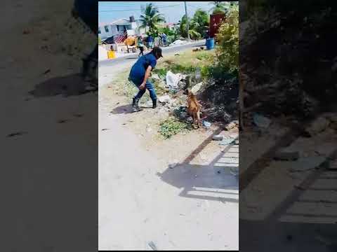 Feeding of Dogs (May 13th, 2024)