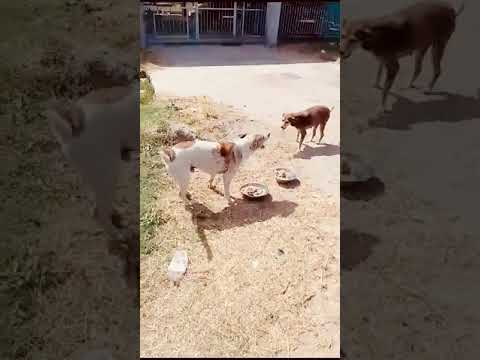 Feeding of Dogs (May 13th, 2024)