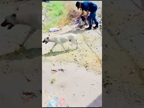 Feeding of Dogs (May 13th, 2024)