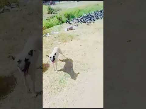 Feeding of Dogs (May 13th, 2024)