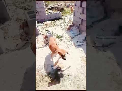 Feeding of Dogs (May 9th, 2024)