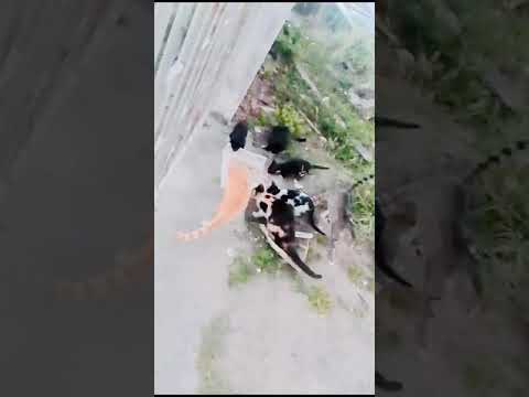 Feeding of Cats (May 13th, 2024)