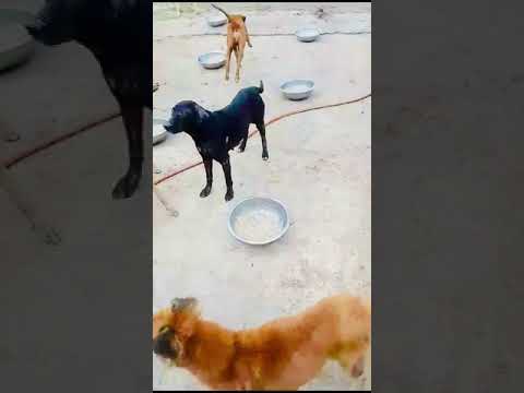 Feeding of Dogs (May 13th, 2024)