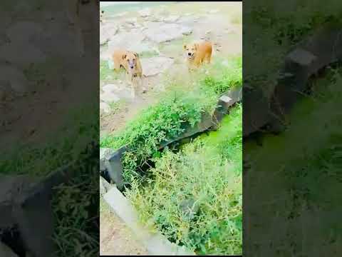 Feeding of Dogs (May 11th, 2024)