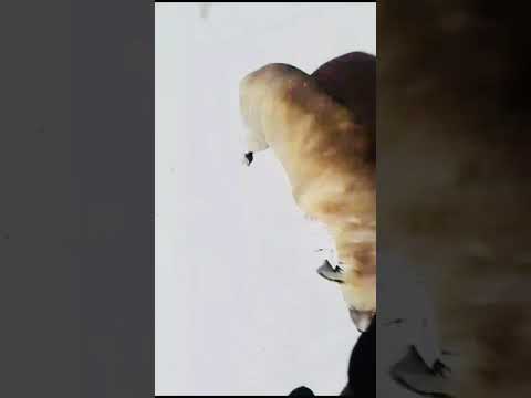 Feeding of Dogs (May 11th, 2024)