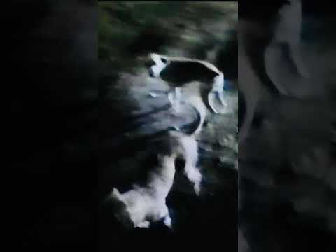 Feeding of Dogs (May 11th, 2024)