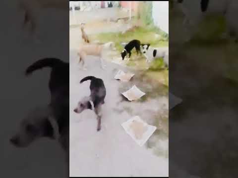 Feeding of Dogs (May 11th, 2024)