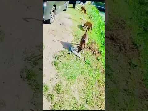 Feeding of Dogs (May 11th, 2024)