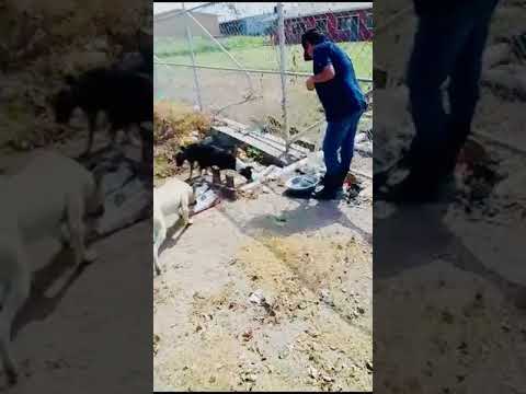 Feeding of Dogs (May 11th, 2024)